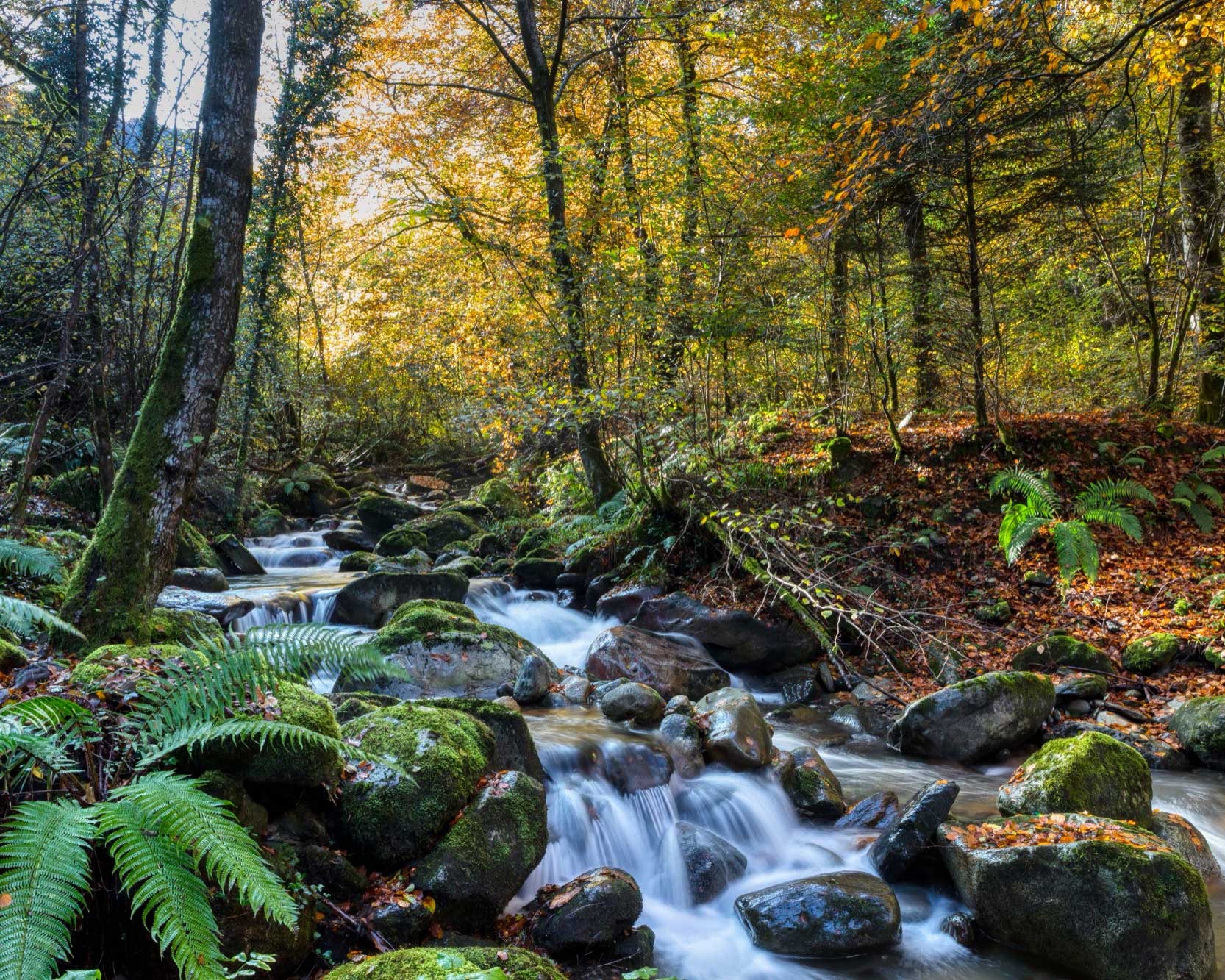 torrent serpentant au milieu d'une foret en automne