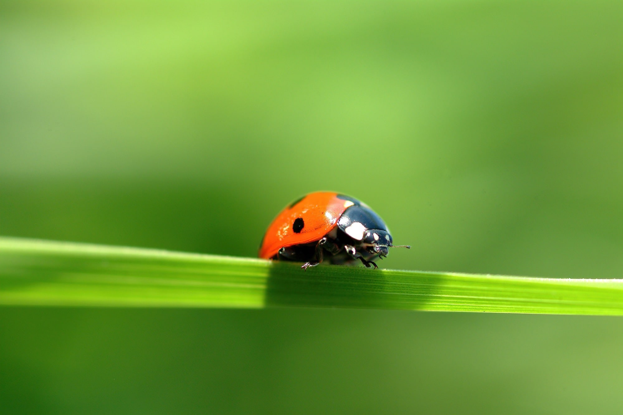 coccinelle sur une feuille