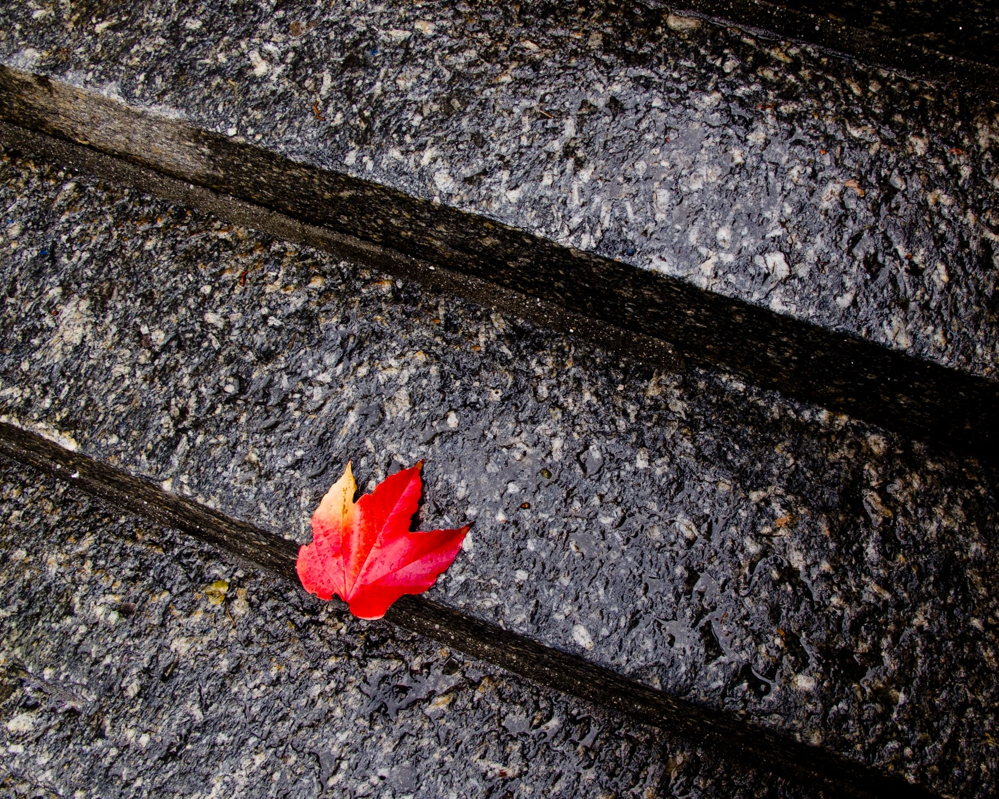 feuille rouge sur des marches grises