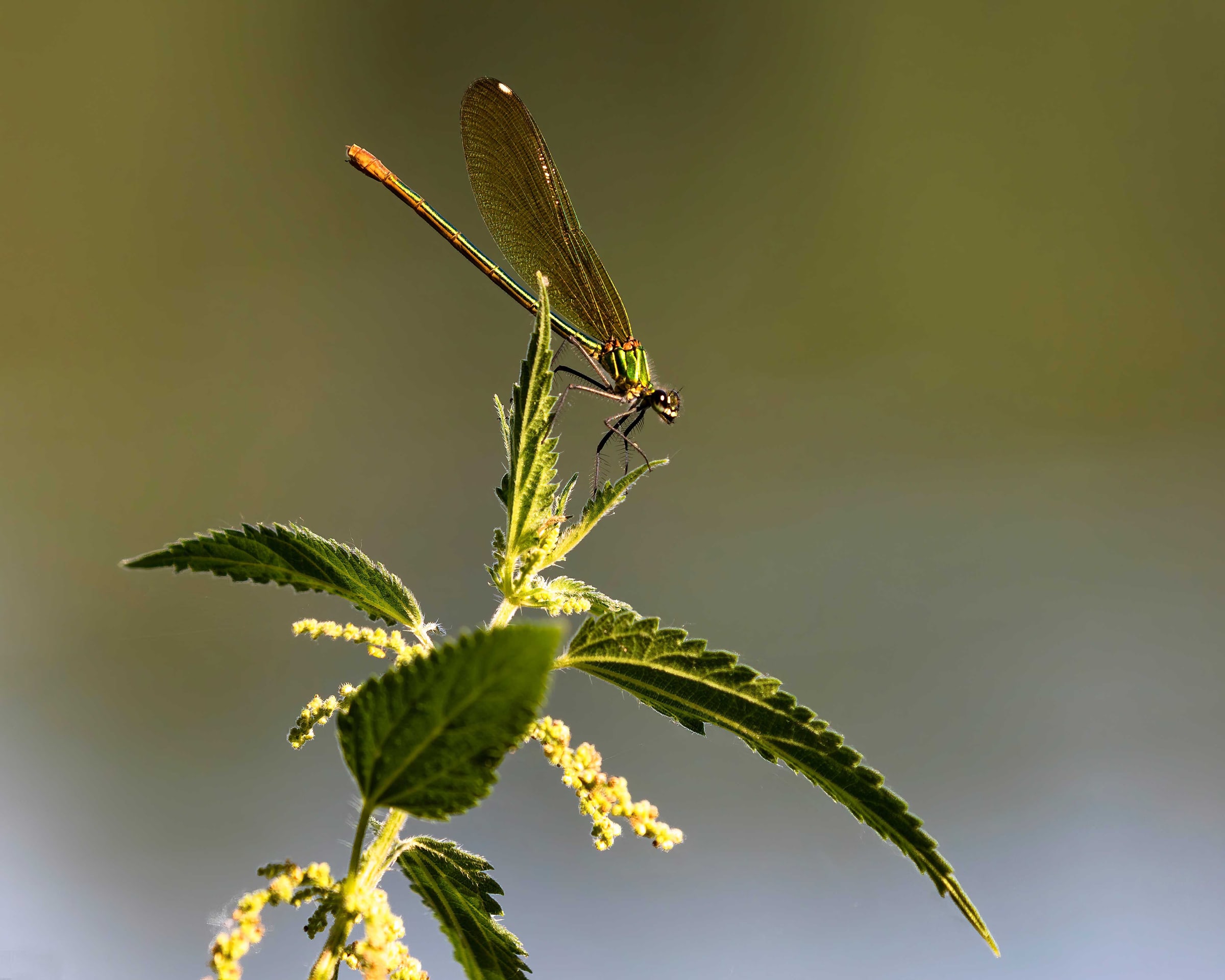 libellule sur une feuille de plante